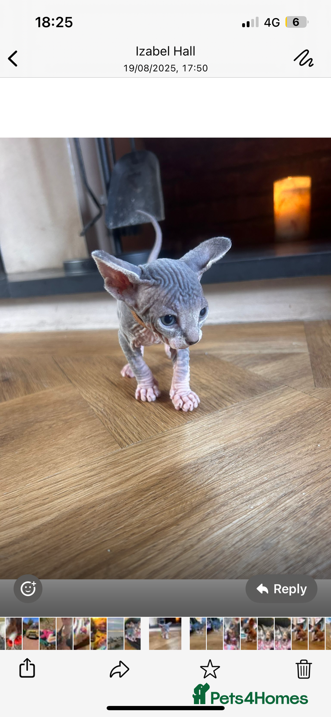 Sphynx cats for sale: Beautiful lot of Sphynx kittens from family pets - Image 3