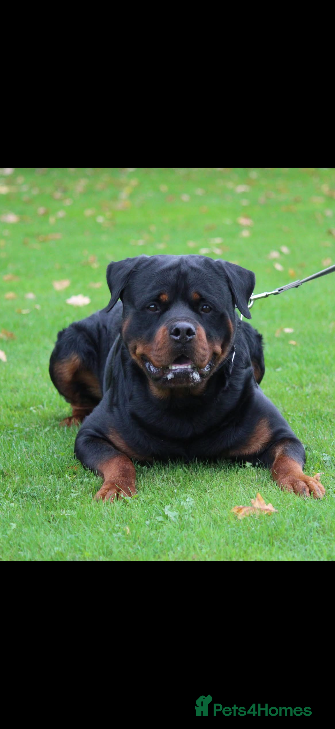 Rottweiler dogs for sale: Falconsnest blood line - Advert 2