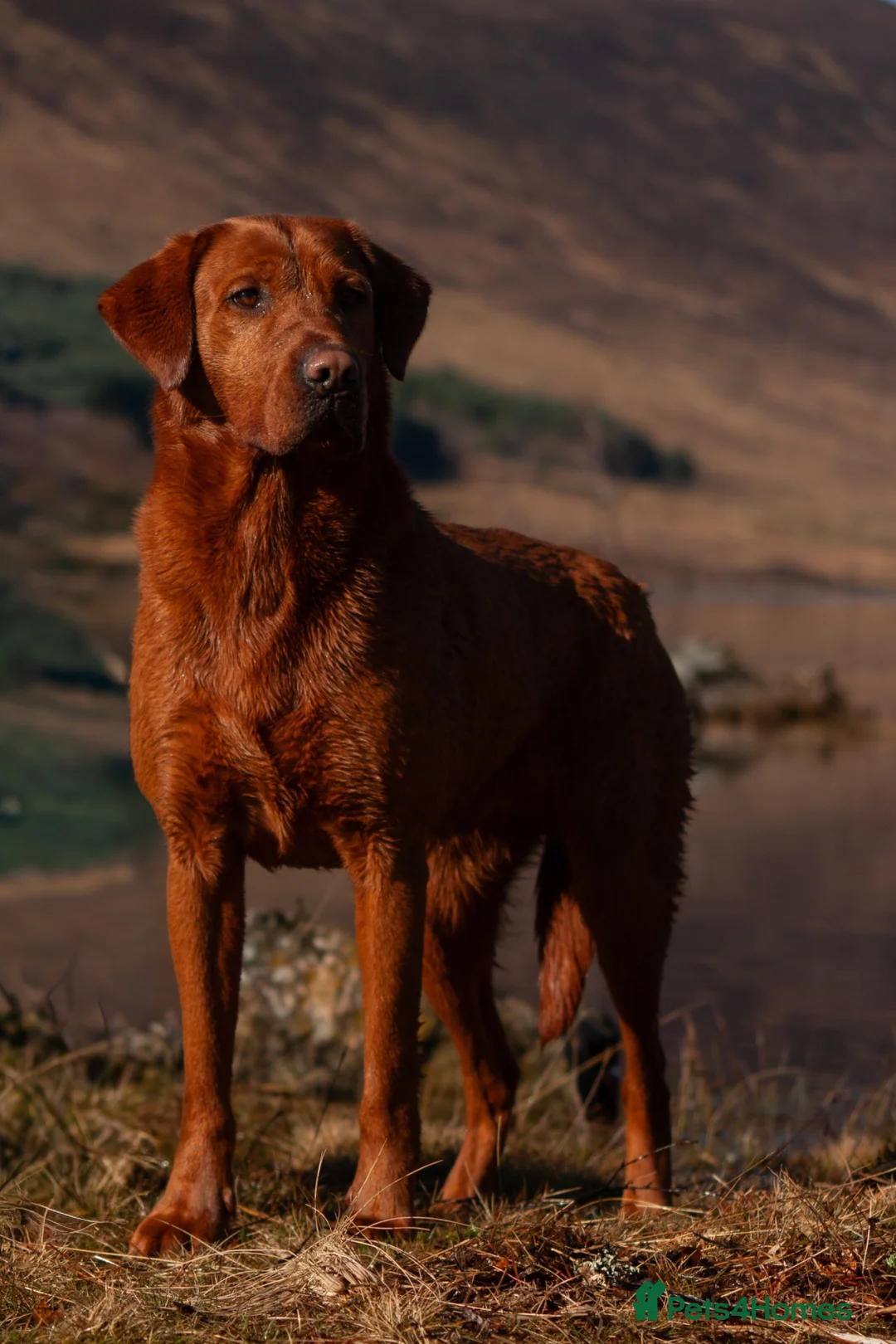 Labrador Retriever dogs for stud: Fully health tested proven lab studs - Advert 2