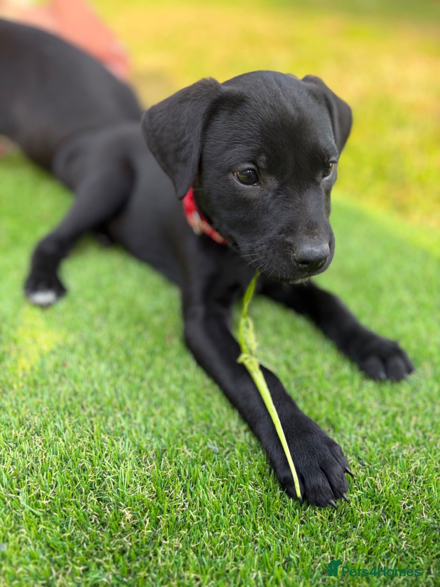 Mixed Breed dogs Beautiful Labrador X puppies.  - Advert 21