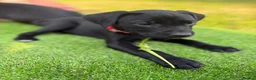 Mixed Breed dogs for sale: Beautiful Labrador X puppies.  - Advert 15