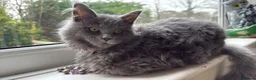 Maine Coon cats for sale: Beautiful Maine Coon - Advert 1