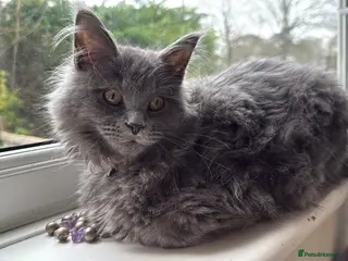 Maine Coon cats Beautiful Maine Coon - Advert 1