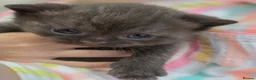 British Shorthair cats for sale: Gorgeous British Shorthair kittens Cute & Adorable - Advert 15