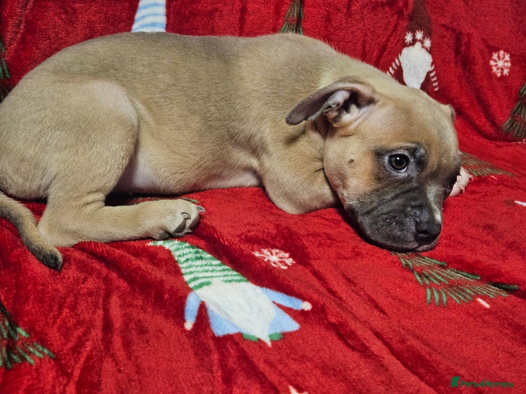 American Bully dogs for sale:  litter of AmericanBully(ABKC)  Standart/Pocket - Advert 6