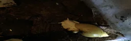 Snails invertebrates for sale: Giant African land snails. - Advert 1
