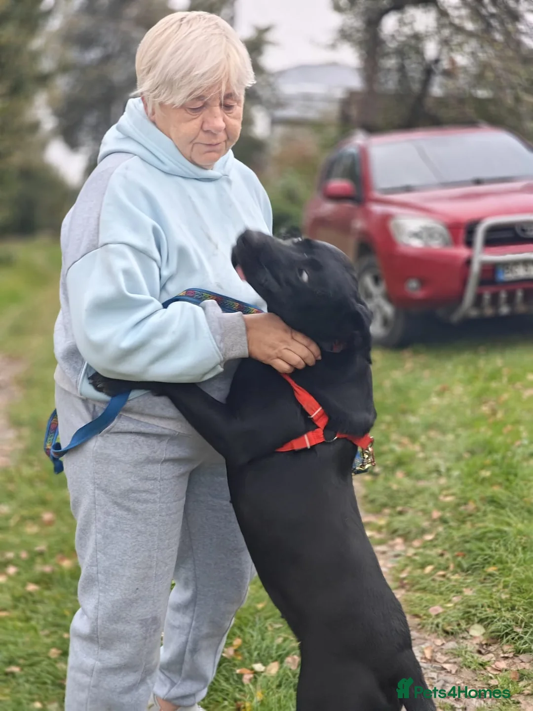 Mixed Breed dogs for adoption: 💖🐶 NICOL 🐶💖 - Advert 5