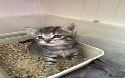 Mixed Breed cats for sale: Beautiful kittens 🐈‍⬛  - Image 14