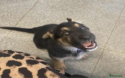German Shepherd dogs for sale: German shepherd puppies  - Image 12
