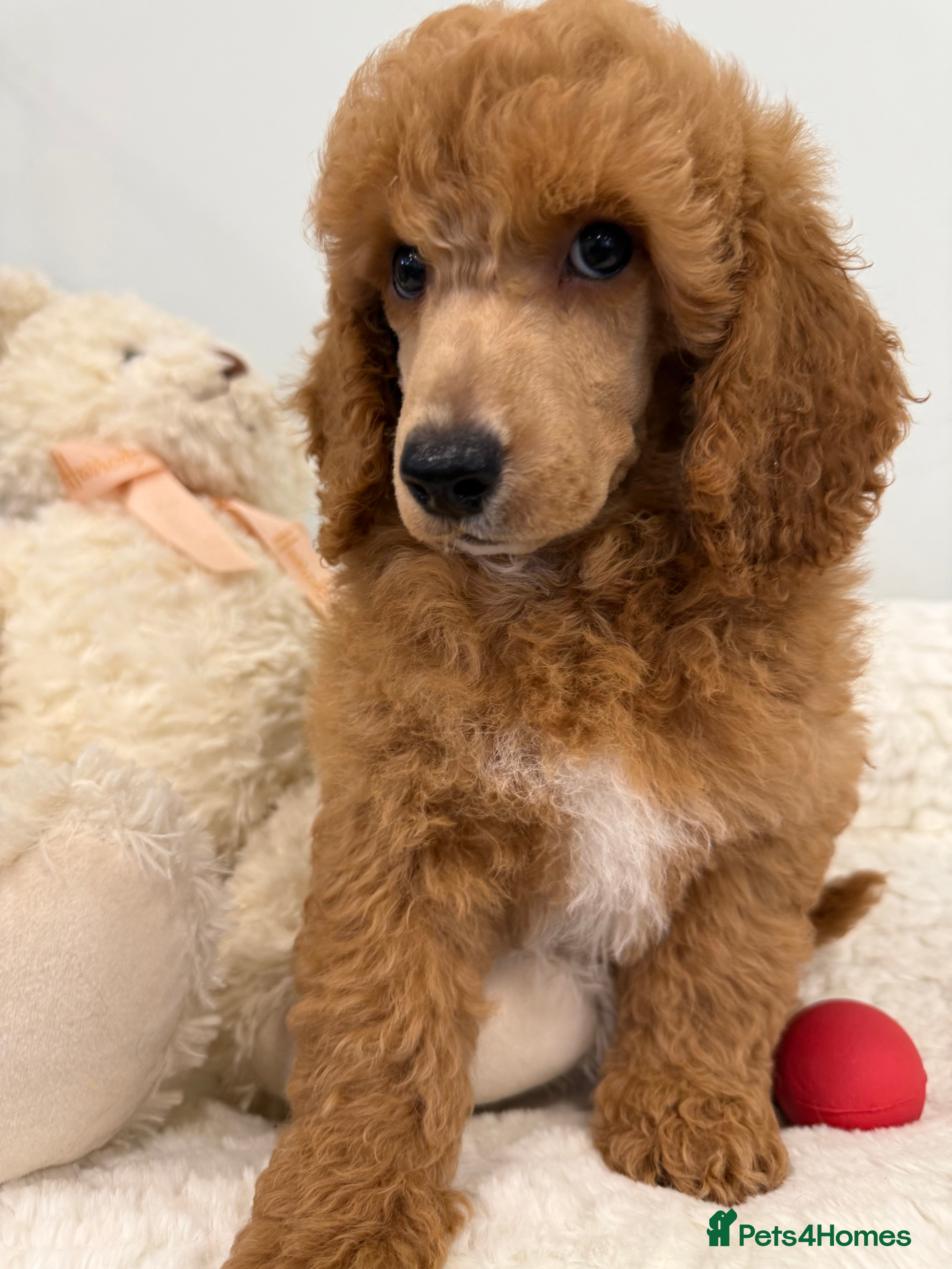 Miniature Poodle dogs 4 beautiful abstract boys available.  - Advert 17