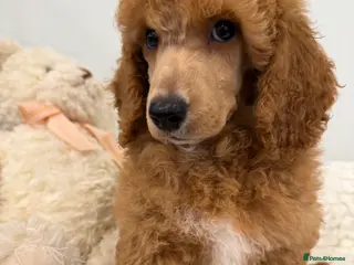 Miniature Poodle dogs 4 beautiful abstract boys available. - Advert 17