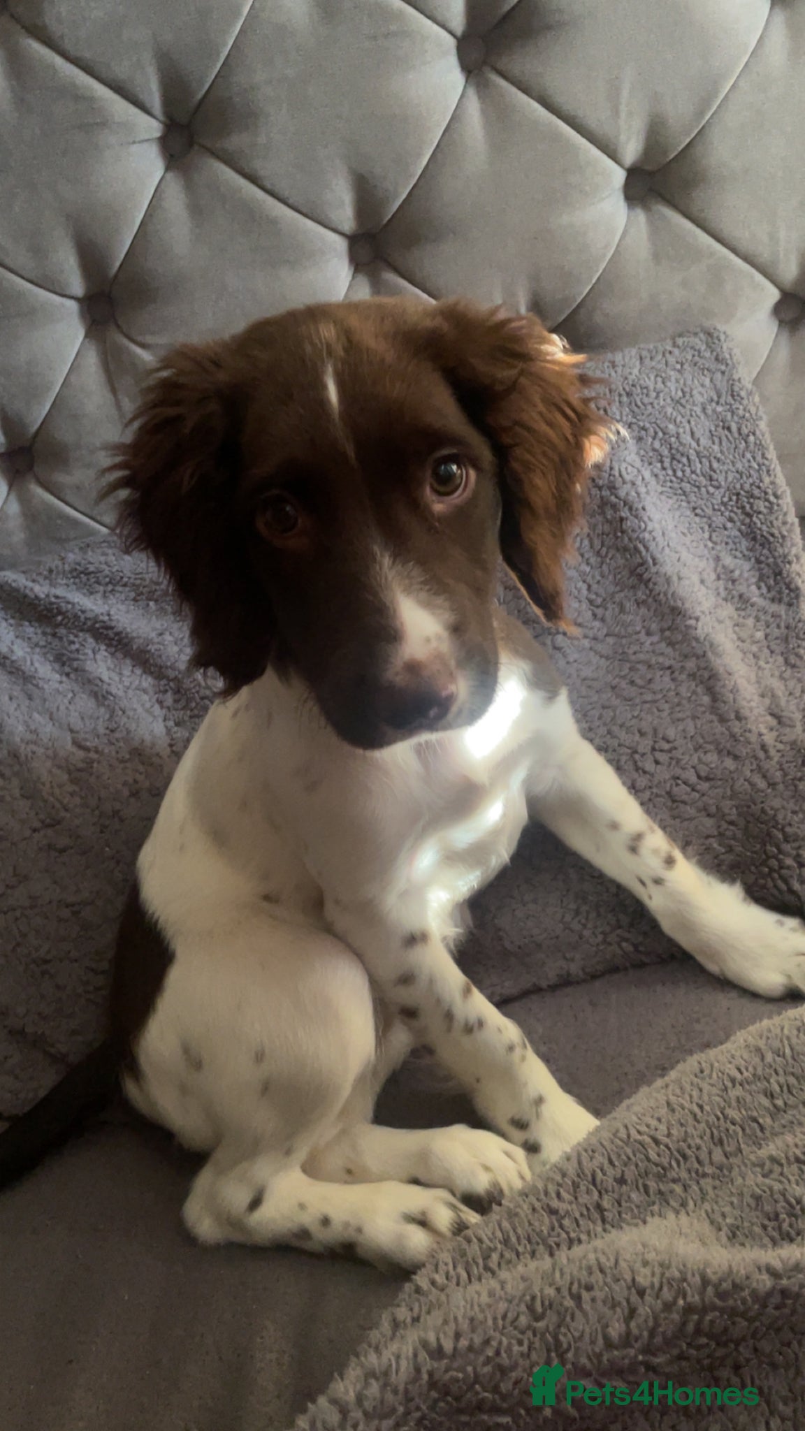 English Springer Spaniel dogs Rosie - Advert 6