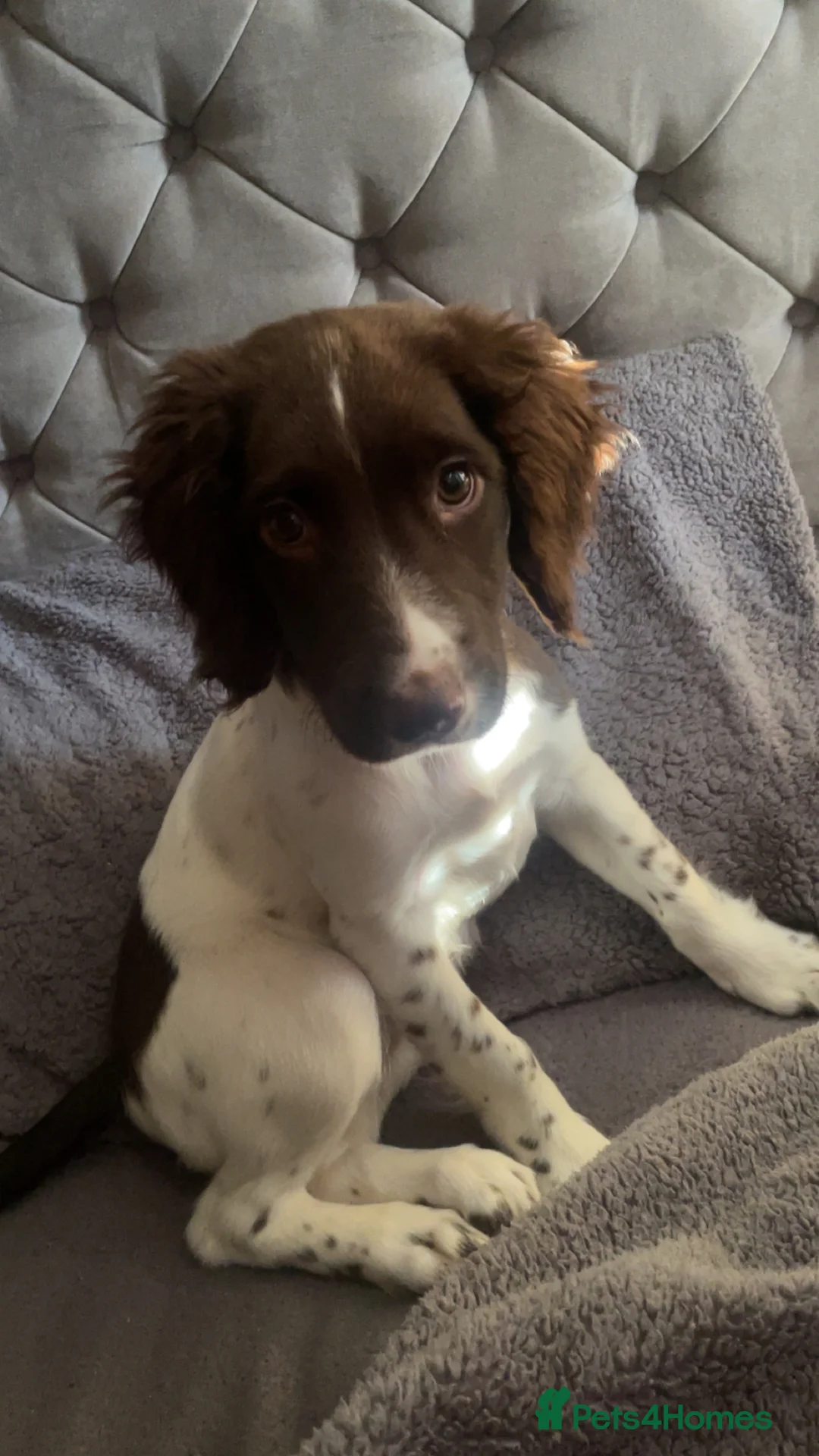 English Springer Spaniel dogs for sale: Rosie - Advert 1