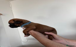 Boxer dogs for sale: Bobtail boxers for sale - Image 4