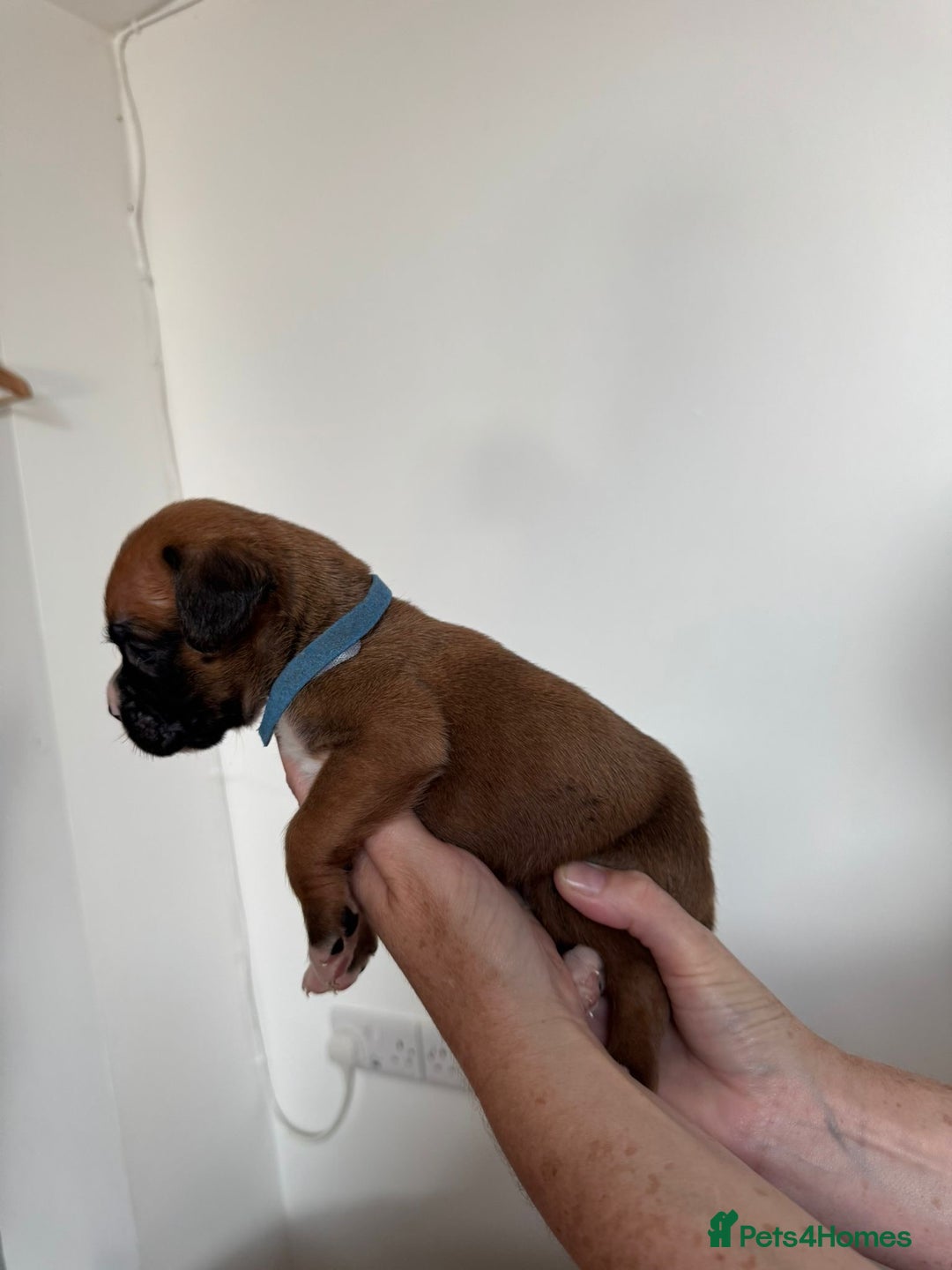 Boxer dogs for sale: Bobtail boxers for sale - Image 4