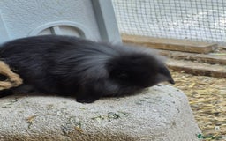 Guinea Pig rodents for sale: Guinea pigs and rabbit - Image 6