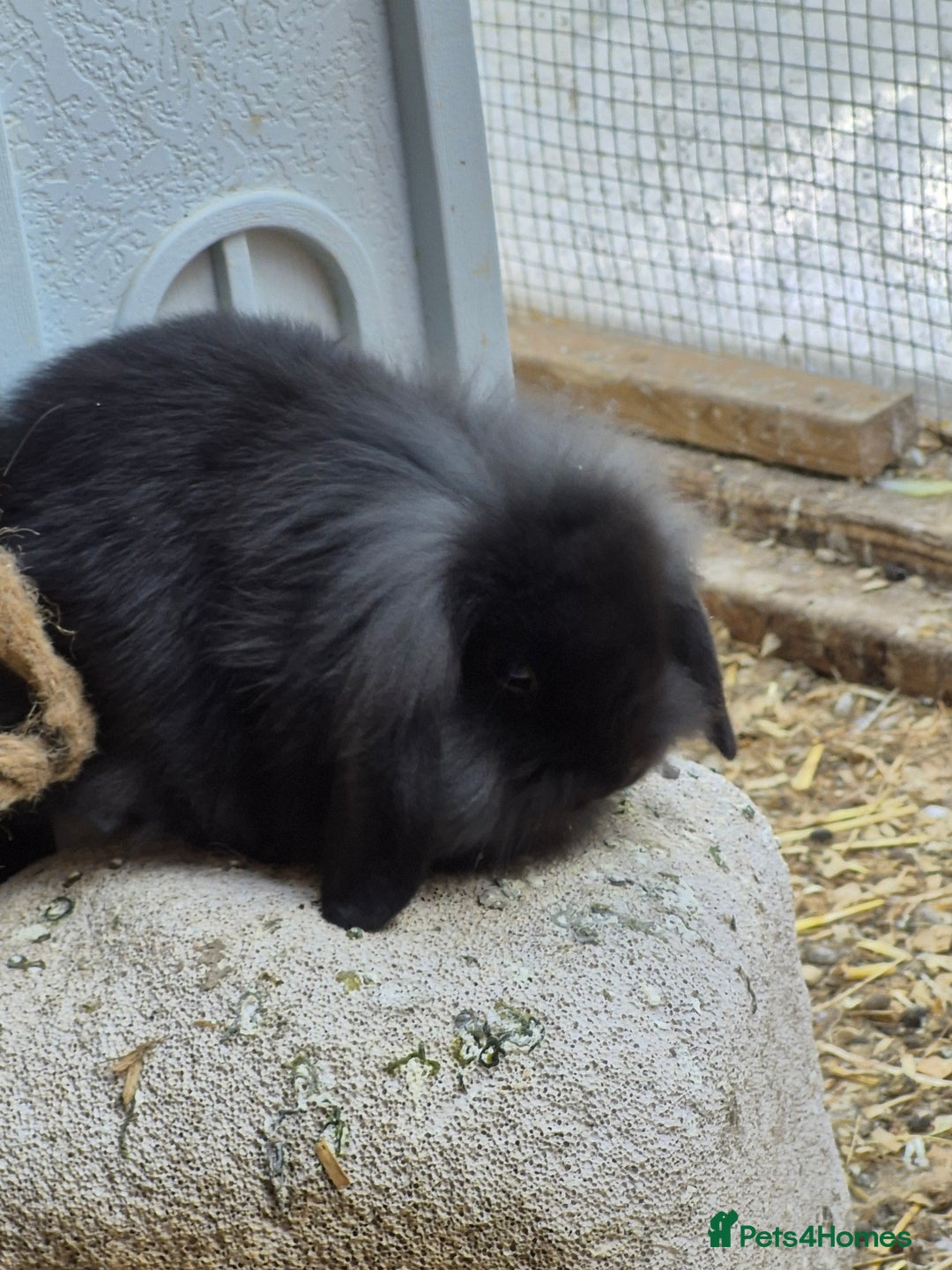 Guinea Pig rodents for sale: Guinea pigs and rabbit - Image 6