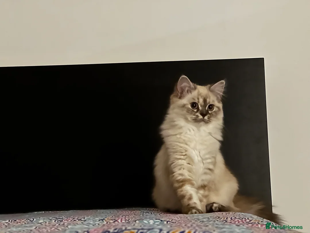 Ragdoll cats for sale: Blue Lynx Point long-haired Rogdoll - Advert 8