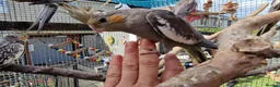 Cockatiels birds for sale: 5 cockatiels 8.5 weeks old  - Advert 6