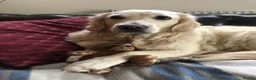 Golden Retriever dogs for sale: Beautiful pedigree Golden Retriever puppies in Usk - Advert 18