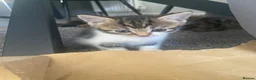 British Longhair cats for sale: Gorgeous fluffy kittens - Advert 27