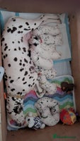 Dalmatian dogs Dalmatian puppies KC registered ready 17th Dec - Advert 1