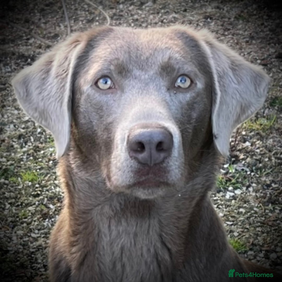Labrador Retriever dogs for sale:  Stunning Silver Labradors Available  - Image 6