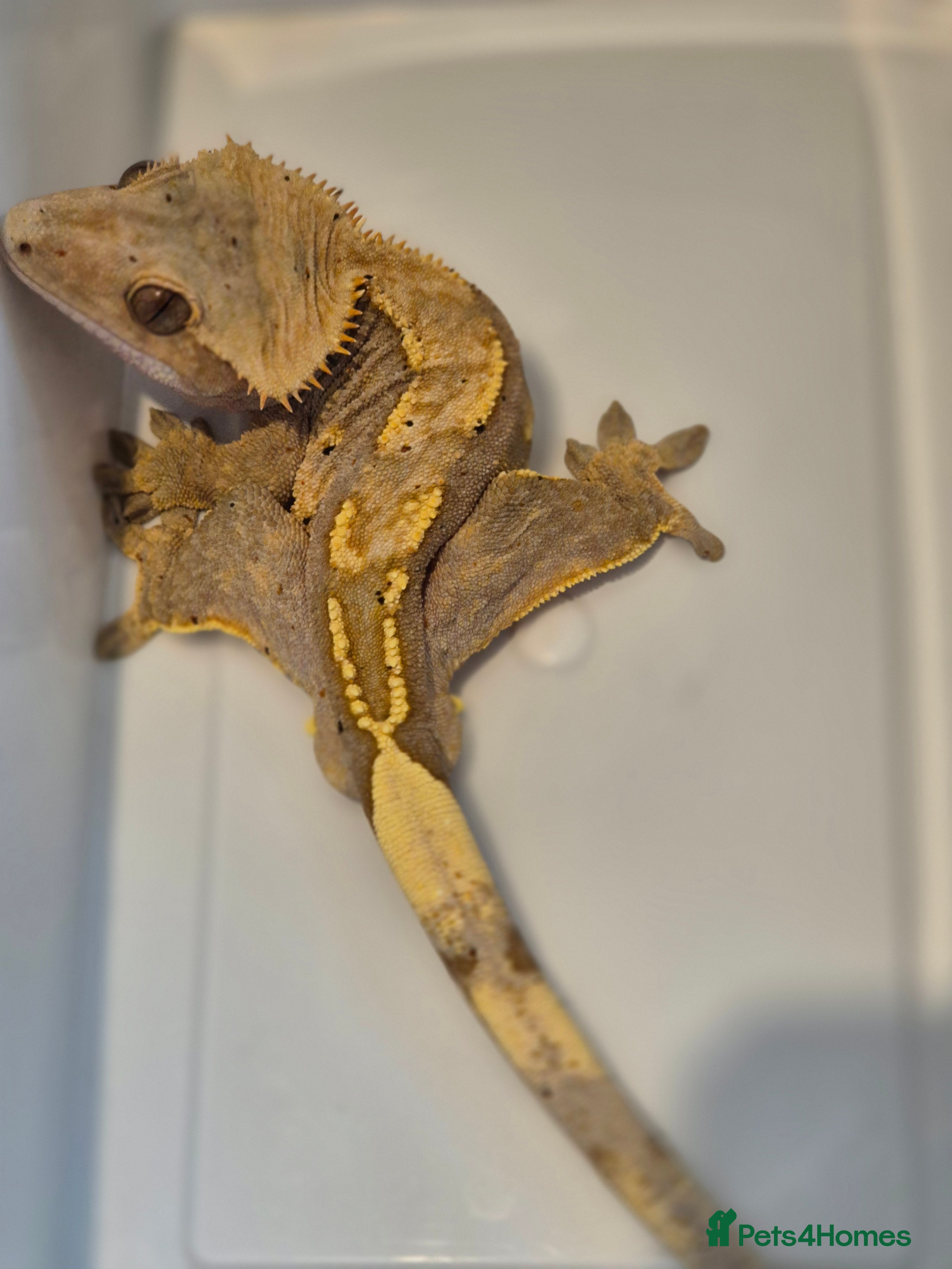 Gecko reptiles Pair of proven Harlequin crested geckos for sale  - Advert 12
