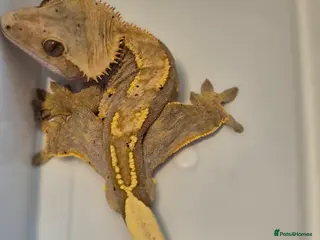 Gecko reptiles Pair of proven Harlequin crested geckos for sale - Advert 12