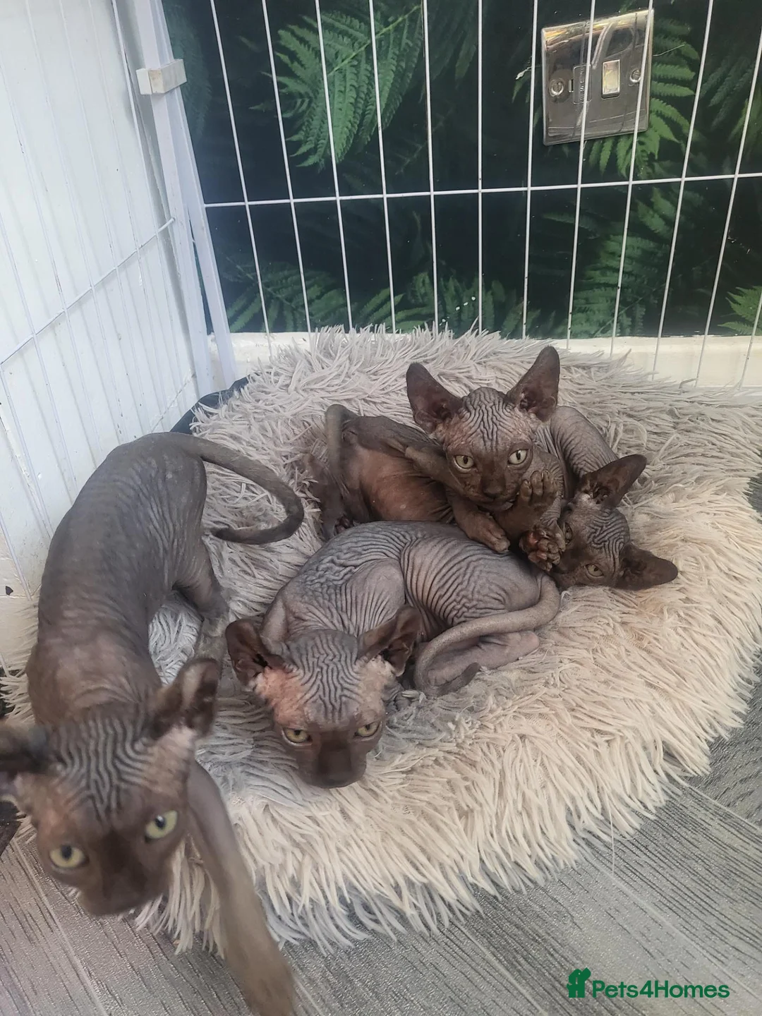 Sphynx cats for sale: Sphynx girls and boy elf 🐾🐾 - Advert 2