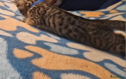 Bengal cats for sale: Bengal mix kittens for sale - Image 22