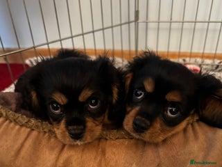 Cavalier King Charles Spaniel dogs Beautiful Cavalier Health Tested Puppies in Sussex - Advert 2