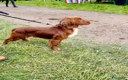 Cocker Spaniel dogs for sale: KC Reg Fox Red Working Cocker Spaniel Male  - Image 6
