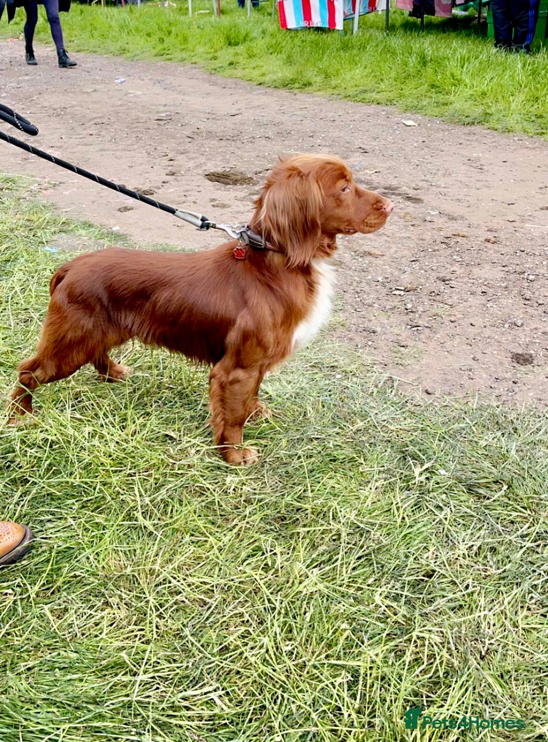 Cocker Spaniel dogs for sale: KC Reg Fox Red Working Cocker Spaniel Male  - Image 6