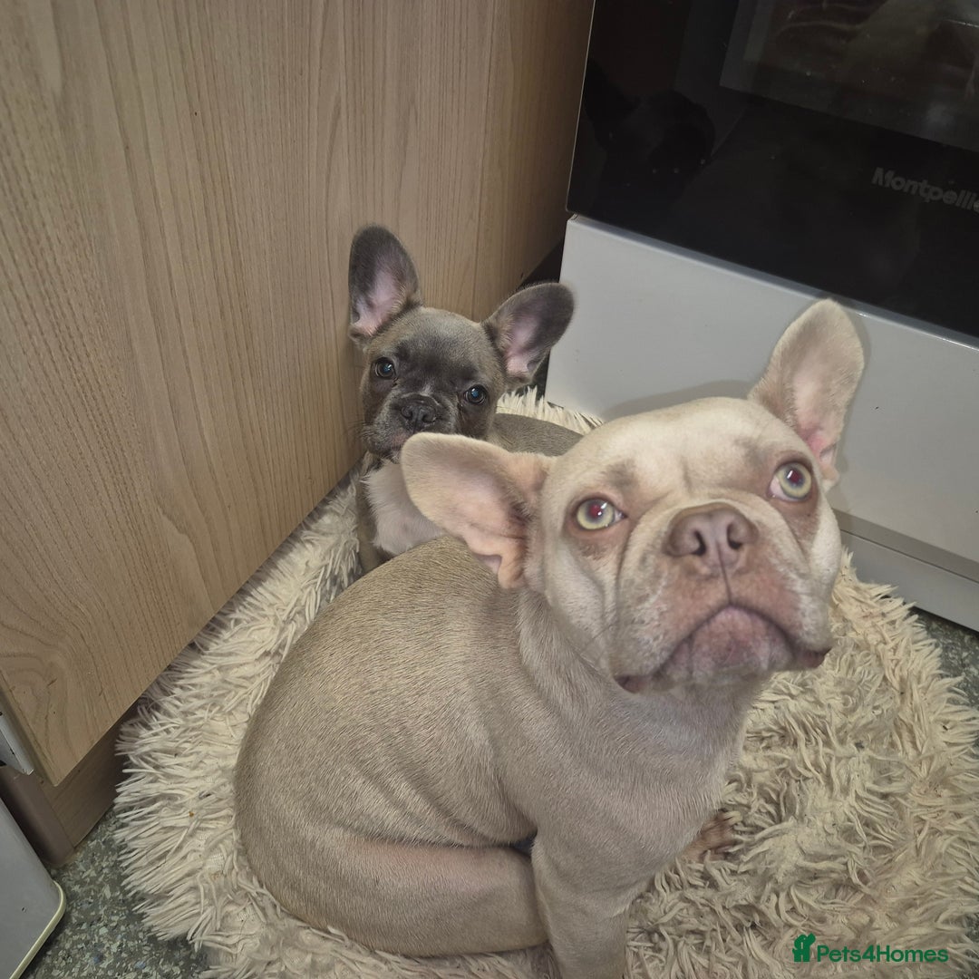 French Bulldog dogs for sale: French Bulldog Puppy - Advert 7