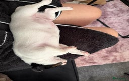 Jack Russell dogs for sale: Jackrussell - Image 3