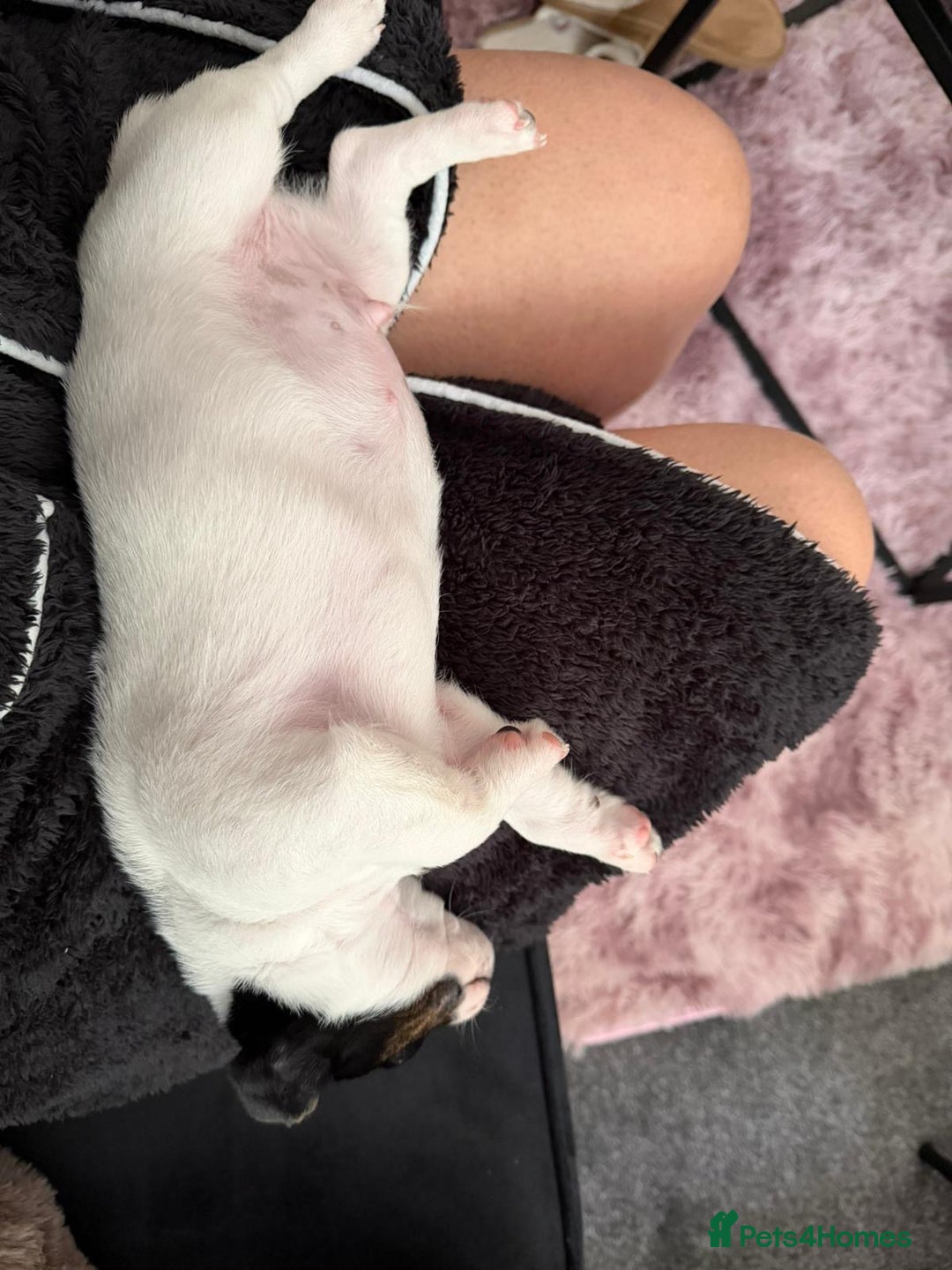 Jack Russell dogs for sale: Jackrussell - Image 3