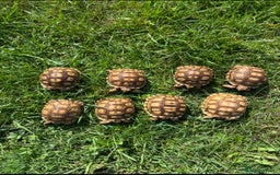 Tortoise reptiles for sale: Sulcata Hatchlings  - Image 1