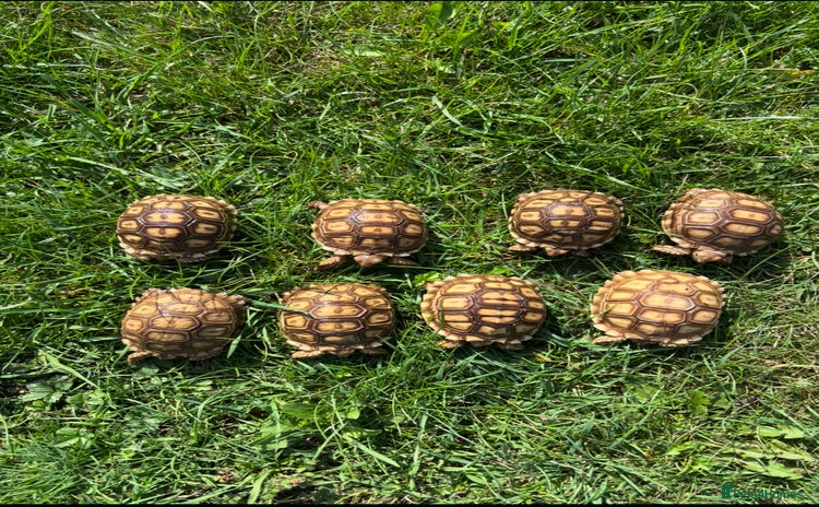 Tortoise reptiles - Advert 1