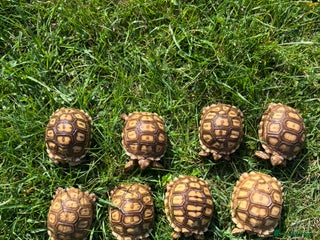 Tortoise reptiles - Advert 4