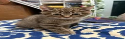 Mixed Breed cats for sale: Male British Shorthair/Bengal Kitten  in Blackburn - Advert 4