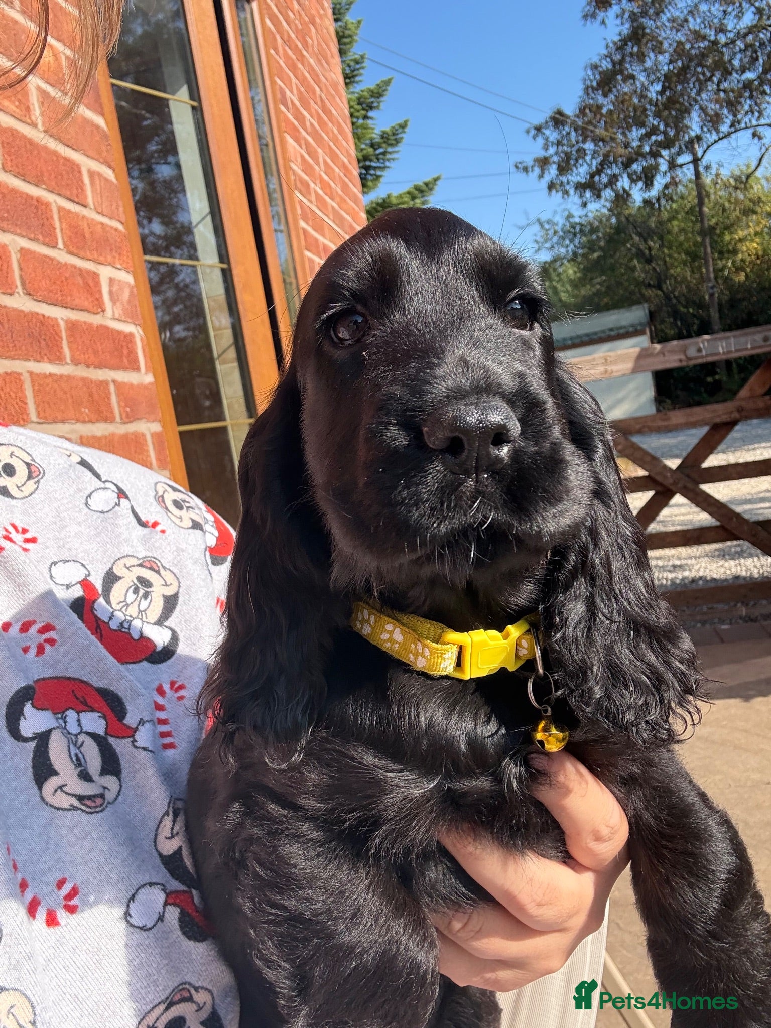 Cocker Spaniel dogs Ready now! Health tested show cocker spaniels - Advert 1