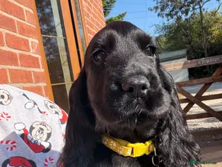 Cocker Spaniel dogs Ready now! Health tested show cocker spaniels - Advert 1