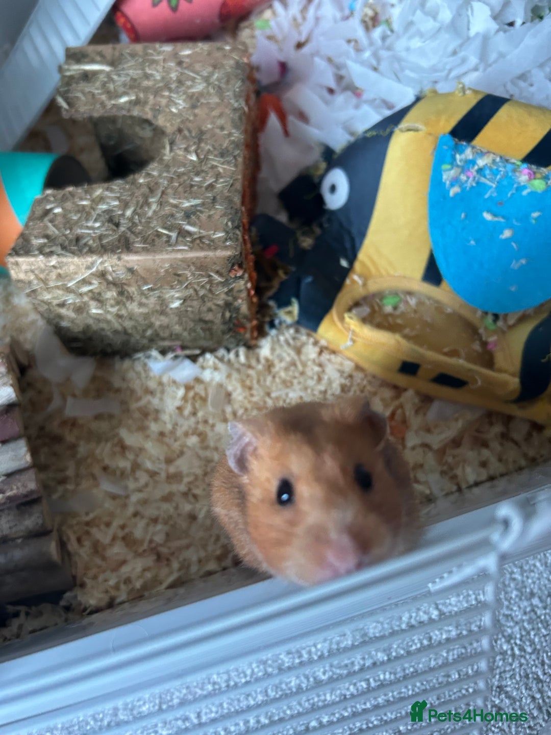 Hamster rodents for sale: Syrian hamster - Advert 1