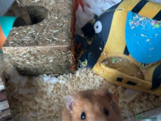 Hamster rodents Syrian hamster - Advert 1