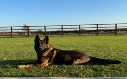 German Shepherd dogs for sale: Part of our family ♥️ - Image 8