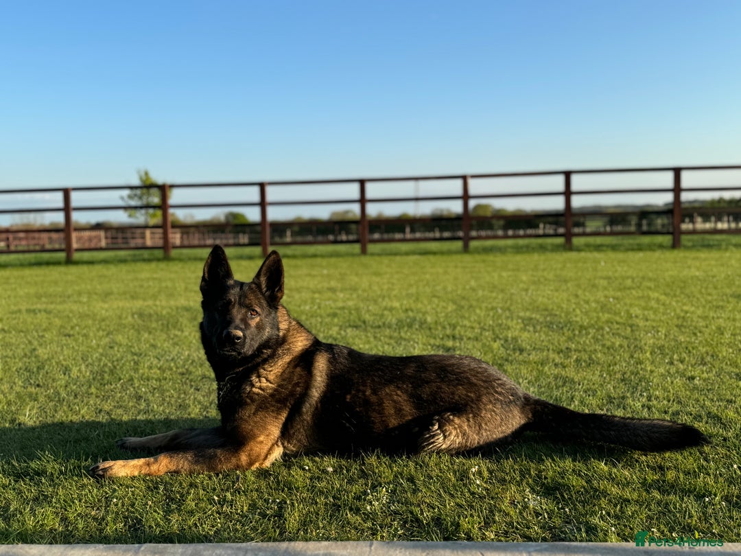 German Shepherd dogs for sale: Part of our family ♥️ - Image 8