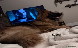 German Shepherd dogs for sale: Beautiful purebred German shepherd puppies - Image 5