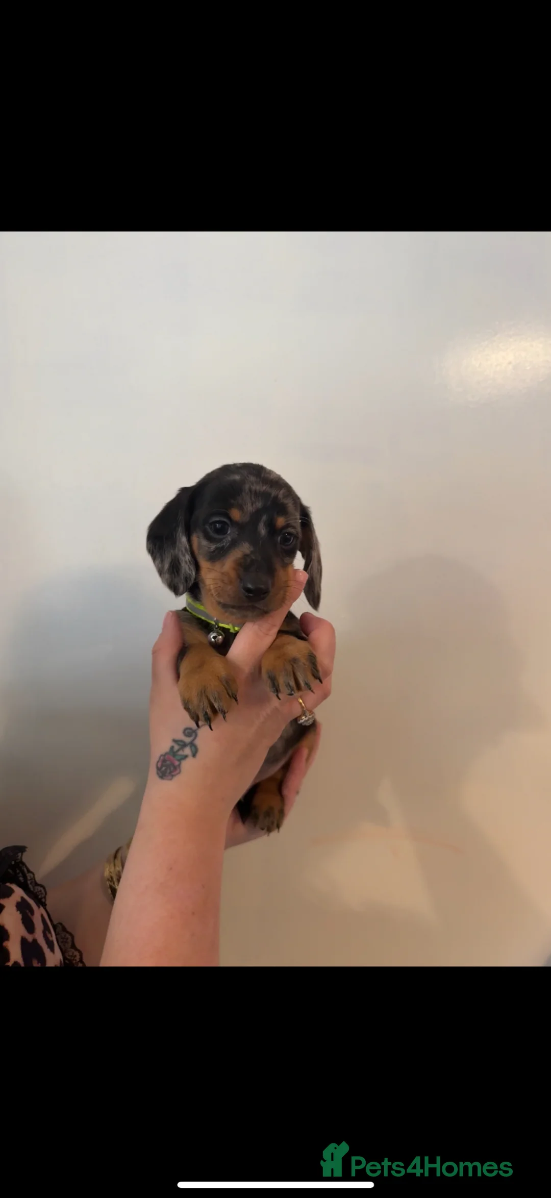 Dachshund dogs for sale: 4 merl pups in Hull - Advert 2