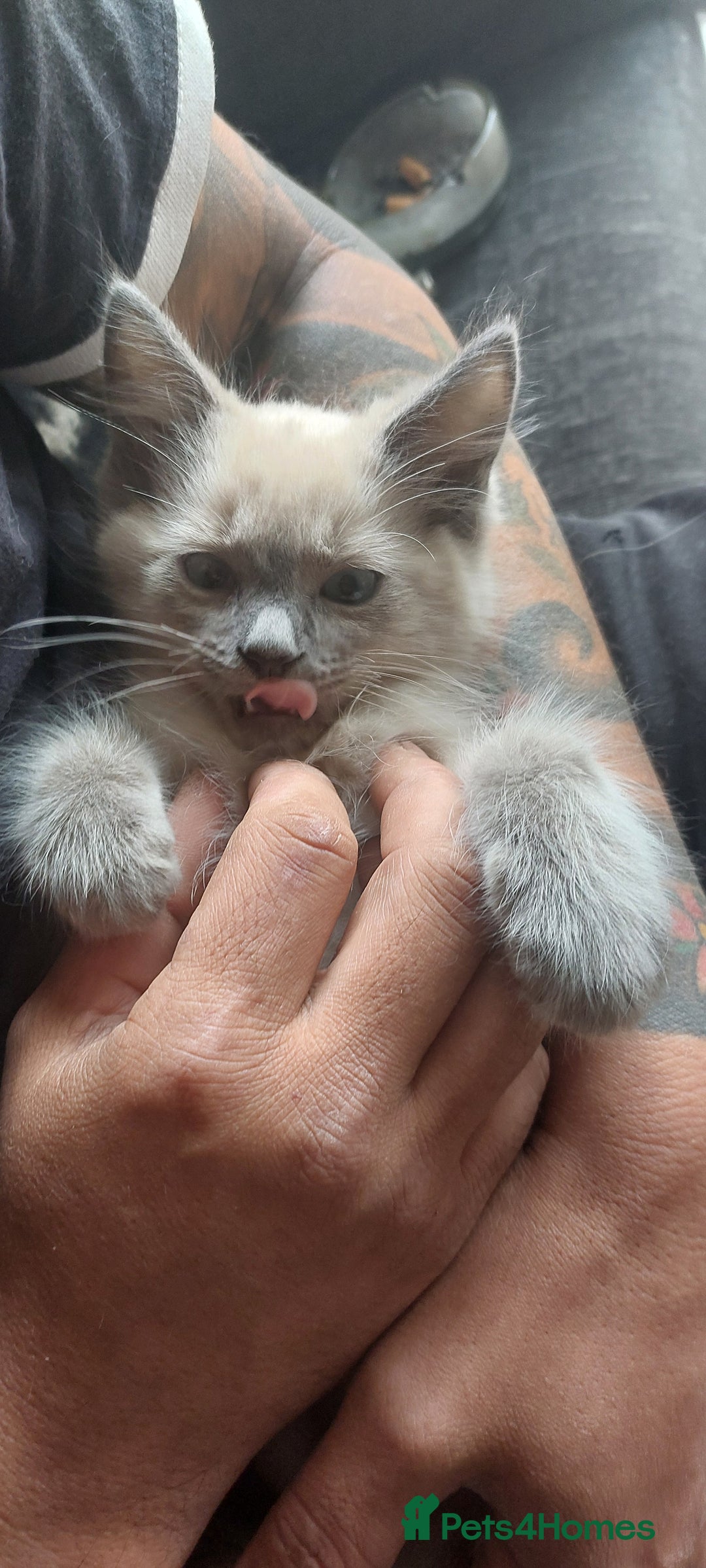 Ragdoll cats for sale: Ragdolls ready for forever homes 😻 3 males left  in Biggar - Image 7